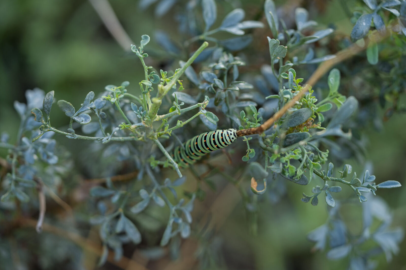 Lagarta Macaão — biodiversidade a colonizar