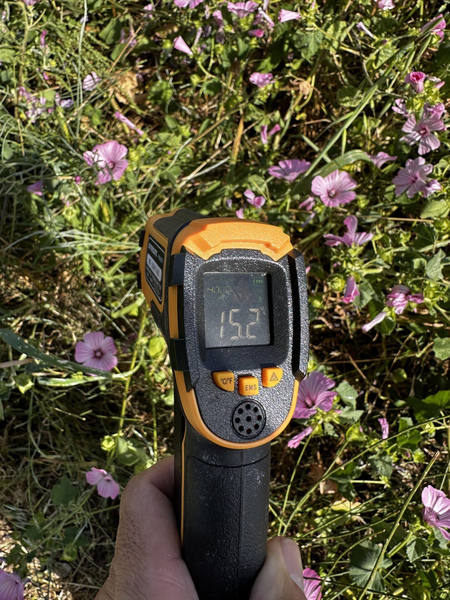 15.2°C dentro da mini-floresta